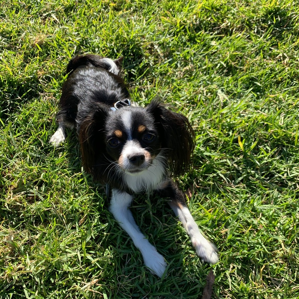 Meet your Posher, Pia